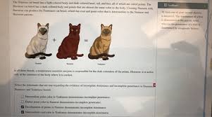 We're here to learn about one of the interesting. Feedback The Siamese Cat Breed Has A Light Color Chegg Com