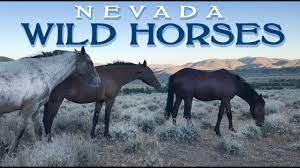 Wild Mustangs Of Nevada Youtube