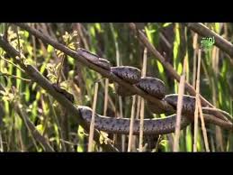 قل للطبيب عبدالواحد المغربي Youtube Snake Animals