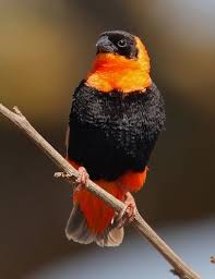 Brown Bird With Red Mohawk Northern Red Bishop Ethiopia Weaver Bird Weaves Suspended Nest Of Shredded Palm Leaves Native To Sub Saharan Afri Birds Pretty Birds Beautiful Birds