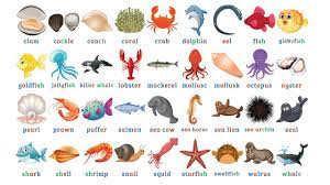 36 ส ตว น ำชน ดต างๆ คำศ พท อ งกฤษ aquatic animals คำศ พท ภาษาอ งกฤษ