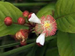 Image result for Tetracera boiviniana