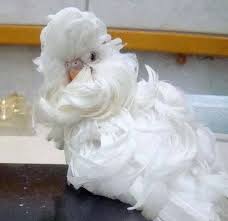 Birds Of The Same Feather Make A Good Feather Duster Featherduster At Https Www Facebook Com 521890707841616 Photos A 728826507148034 1073741826 521890707841616 7955004504806 Budgies Bird Budgies Pretty Birds