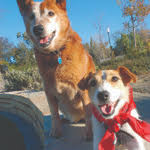 How to start your puppy off right by from ch. Perfect Puppy In 7 Days Dr Sophia Yin
