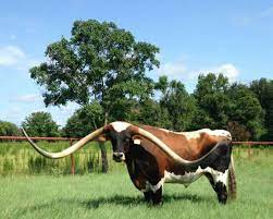 2017 Longest Horns At 153 At 8 Years Old Animals Beautiful Longhorn Cattle Animals