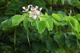 Image result for Bauhinia monandra