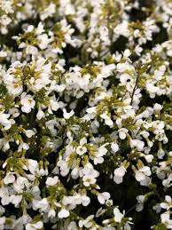 Image result for Arabis alpina