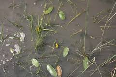 Image result for Aponogeton desertorum