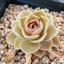 How to build a zero tick (0 tick) cactus farm → how to make the fastest cactus farm in minecraft, simple tutorial***updated video. 540 Seeds Ideas In 2021 Seeds Plants Flower Seeds