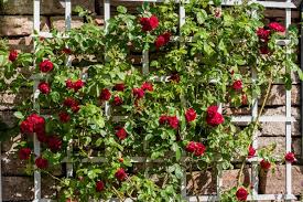 Vertical gardening is the best way to maximize your growing area as well as produce vegetables, flowers, and other plants just a step from your door. Transform A Small Garden Into An Outdoor Paradise With Vertical Gardening