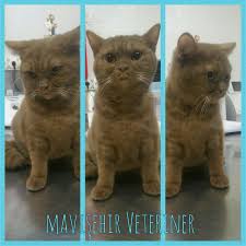 british cinnamon cok ters bakiyor british britishshorthair kedimuayene kediasi cinnamon veterinerler hayvan
