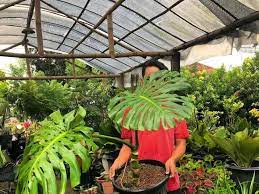 Maybe you would like to learn more about one of these? 10 Tanaman Hias Paling Mahal Di Indonesia Lagi Banyak Dicari