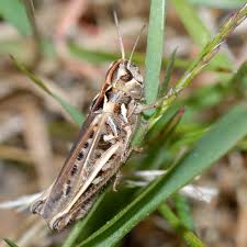 There are many species, the most famous ones are the desert grasshoppers that also occur in the bible as one of the plagues. Id Guide Grasshoppers Bush Crickets Groundhoppers British Naturalists Association
