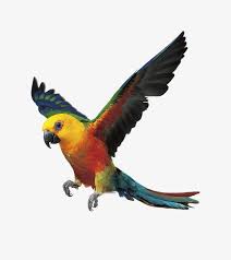 Fly Parrot | Free download on ClipArtMag