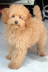 Lifesacommute The Many Hairstyle Of Poodles Toy Poodle Haircut Poodle Hair Toy Poodle