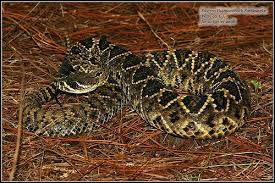 Eastern Diamondback Rattlesnake Rattlesnake Pit Viper Diamondbacks