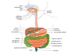 म नव प चन त त र Human Digestive System Aliscience