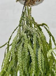 Image result for Huperzia verticillata