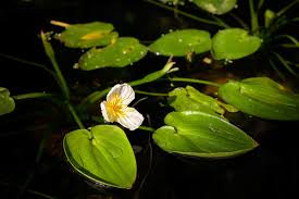 Image result for Ottelia