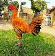 Pin En Animales