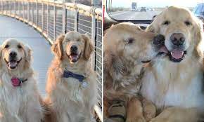 Peach valley kennels is registered with the state of colorado and is akc inspected. Pin On Cute And Cuddly