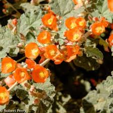 Image result for Embelia multiflora