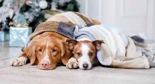 We like these female dog names that start with k: Dog Names That Start With F Some Great Ideas For Your New Pup