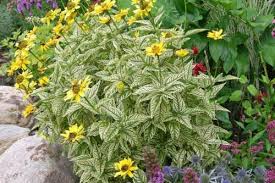 Would you like a reminder of this post for fall blooming perennials and annuals? Heliopsis Loraine Sunshine Pollinator Garden Perennials Long Blooming Perennials