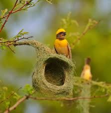 Bird Videos For Cats To Watch Online Watch The Best Youtube Videos Online Repost Manu Malayil Baya Weaver Yoursh Nikon Photography Bird Niko And