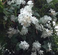 Check spelling or type a new query. Jenis Bunga Melati Yang Berwarna Warni Bibitbunga Com