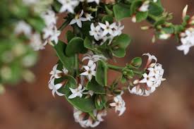 Image result for Carissa bispinosa