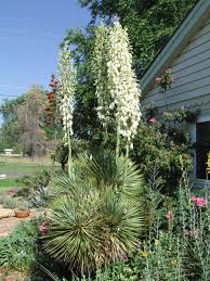 Image result for Yucca