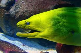The Dangerous Moray Eel In 2020 Moray Eel Animals Fun Facts About Animals