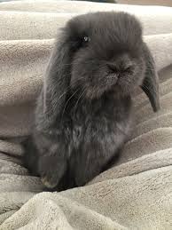 Sadly, the resulting litter of six was unsuccessful. Blue Holland Lop Bunny Cute Baby Bunnies Cute Bunny Funny Baby Shower Games