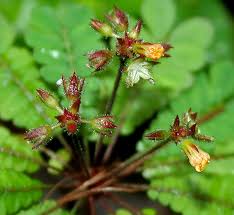 Image result for Biophytum abyssinicum