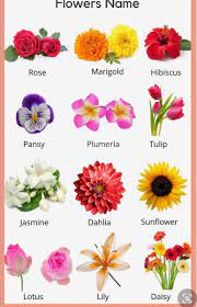 Pin By Shaylee C On Flowers Printed Only All Flowers Name Flowers Name List Flower Chart