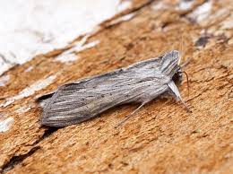 Image result for Cucullia umbratica