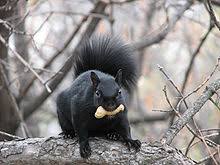 Eastern Gray Squirrel Wikipedia