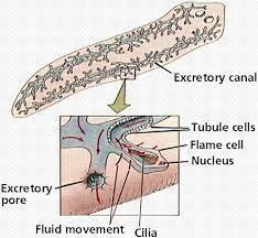 Which part of animal cell functions in the excretion of waste materials. Excretory System
