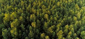 Abby De Molina Anne Jori Novo