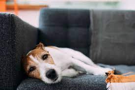 A dog may vomit yellow foam simply because his stomach is empty and the bile can be irritating. What To Do If Your Dog Is Vomiting Yellow Bile