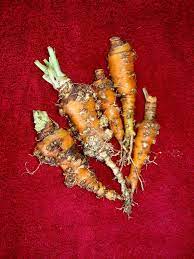 While some species are damaging pests that attack plant roots, other species are known to attack insect pests and are often introduced as an organic pest control measure. Carrot Root Knot Nematode Info How To Control Root Knot Nematodes In Carrots