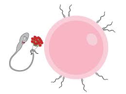 Calcolo Giorni Fertili Periodo Fertile E Ovulazione Calcolatore Bimbisaniebelli It