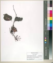 Image result for Tapinanthus dependens