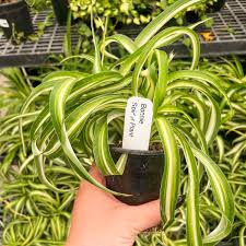 Image result for Chlorophytum stolzii