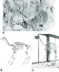 Get protected today and get your 70% discount. Skeleton Of Juvenile Camel Camelops Hesternus From The Edith Download Scientific Diagram