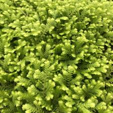 Image result for Selaginella kraussiana