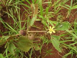 Image result for Triumfetta amuletum