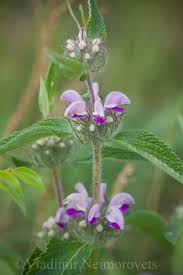 Image result for Thomandersiaceae