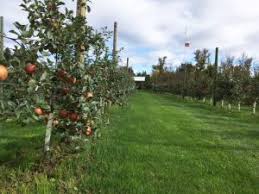 This tree is very hardy, holding its own in zone 2. Dwarf Apple Tree Growing Techniques Minnesota Fruit Trees